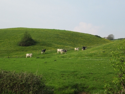 Cows on the hill