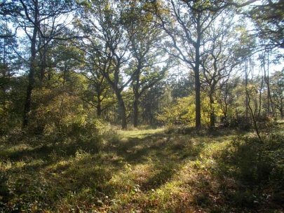 Golden Wood